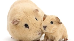 Як визначити вік морської свинки